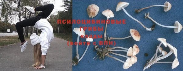 индика Новодвинск